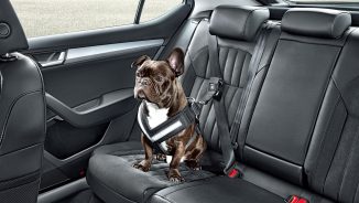 Cum să îți transporți în siguranță animalul de companie?